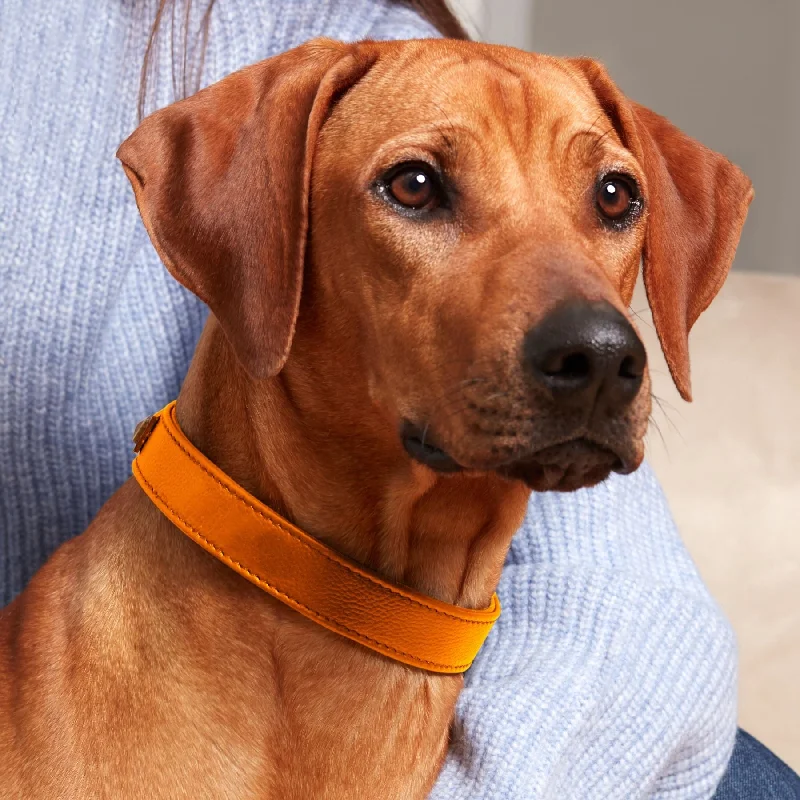 Pet accessoriesDog collar - Orange Tangerine 🧡