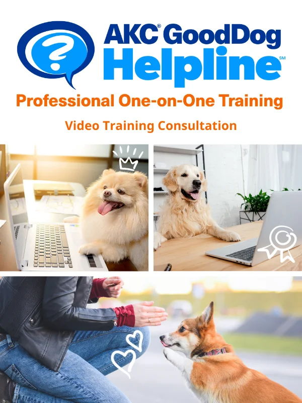  -Non-toxic pet toy recommendationsAKC GoodDog Helpline Video Training Consultation