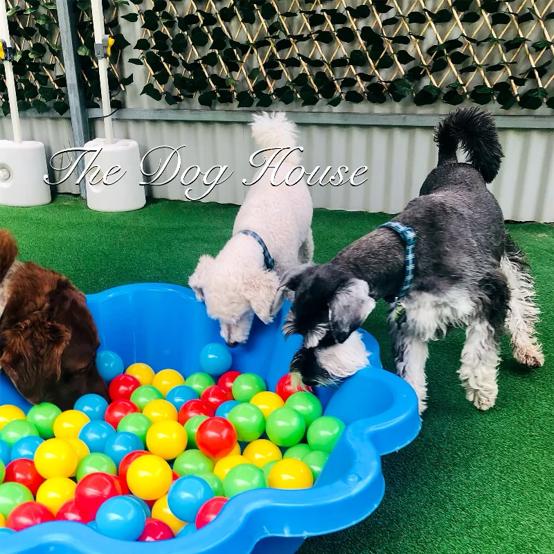 Pet ProductsDoggy Day Care : Additional 2024