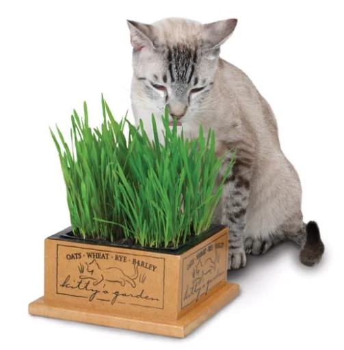 - Dog heart rate monitoring collarKITTYS GARDEN WOODEN PLANTER W/ CAT GRASS