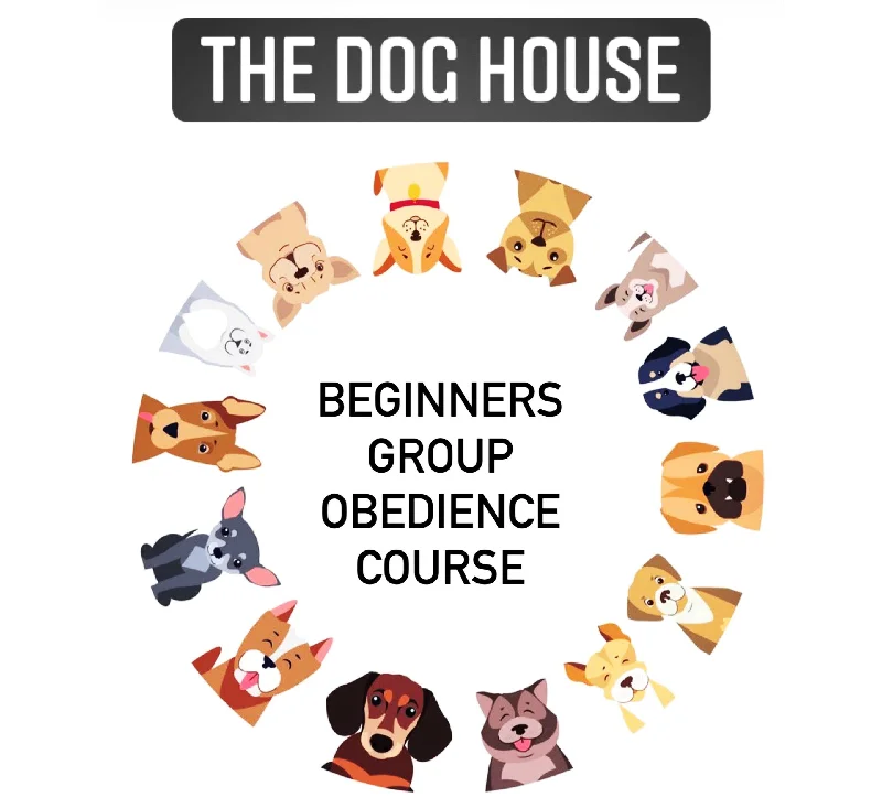 - Pregnant cat delivery room warming boxDog Obedience: Beginners Group Obedience Course