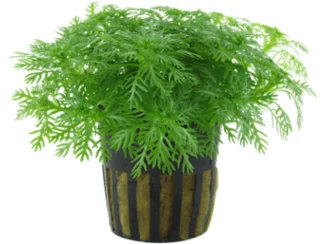 - Summer pet ice matHottonia palustris